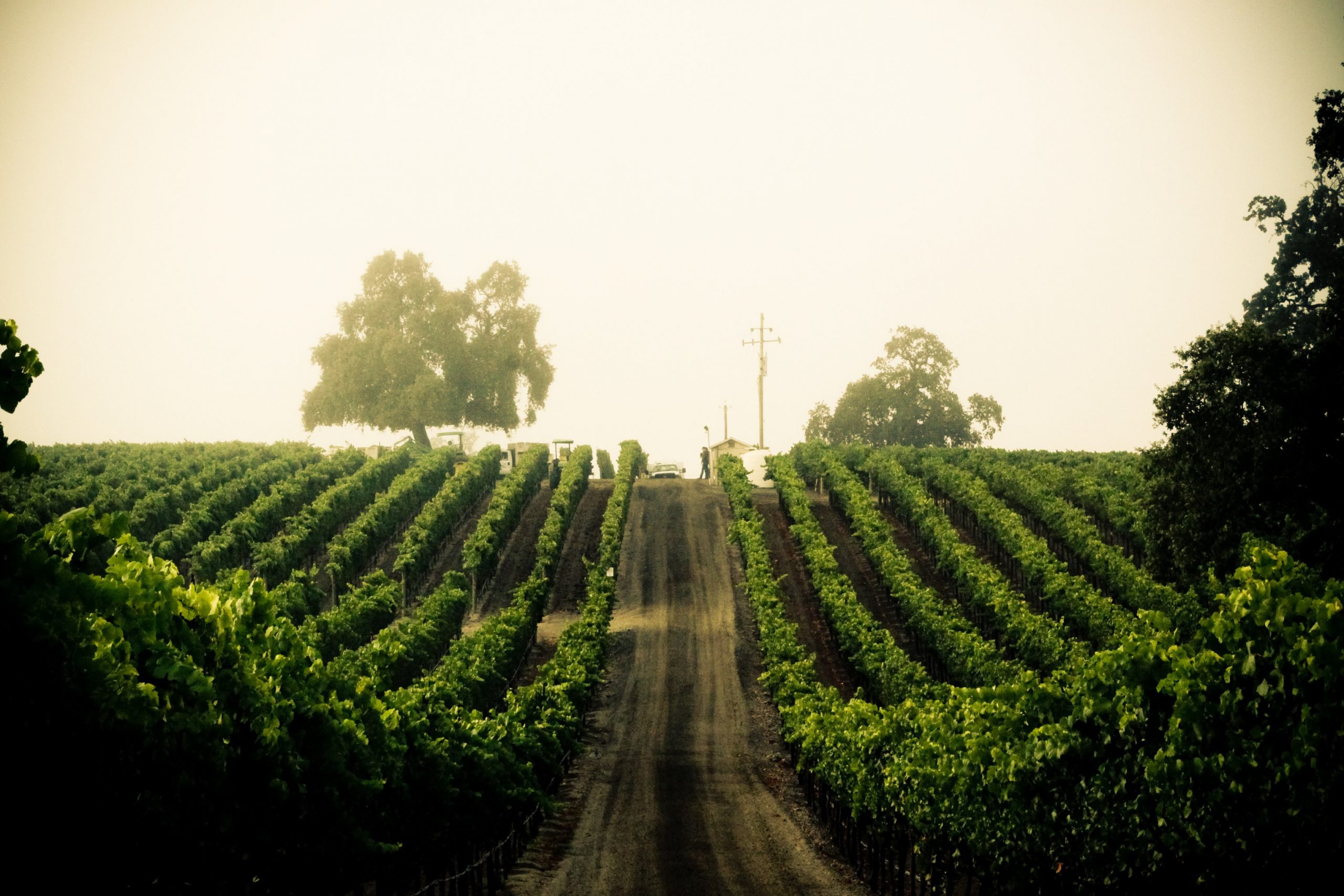 hilly vineyard